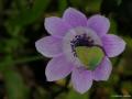 Callophrys rubi (Zümrüt)